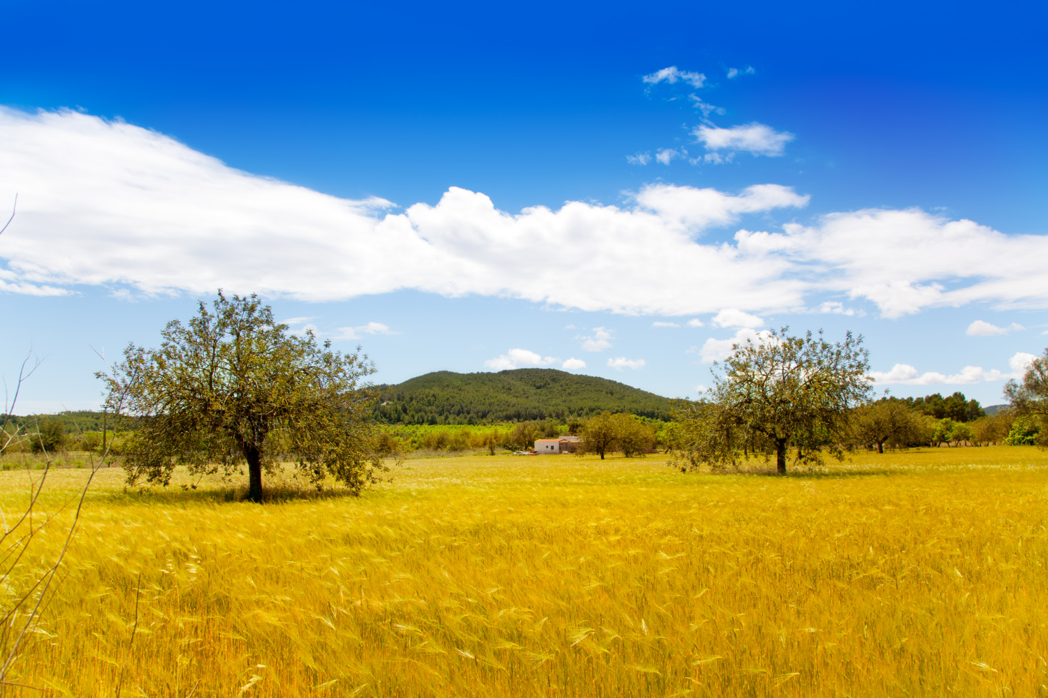 Campo de Ibiza